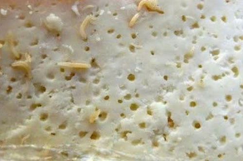 Khóc thét với món phô mai chứa cả nghìn con giòi đang bò lúc nhúc
