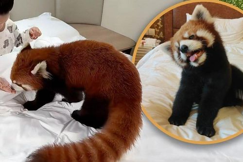 Ngủ dậy đã thấy gấu trúc đỏ bò lên giường, nũng nịu đánh thức, du khách thích thú nhưng chuyên gia lo lắng