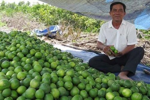 Nông dân kêu trời vì chanh rớt giá thê thảm