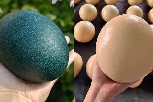 Tranh cãi trứng đà điểu Úc hay Việt Nam tốt hơn?