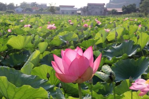Sắc hồng giữa lòng di sản