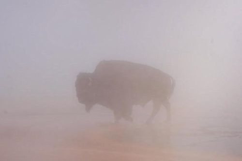 Bò rừng bị luộc chết trong suối nước nóng hút khách du lịch ở Mỹ