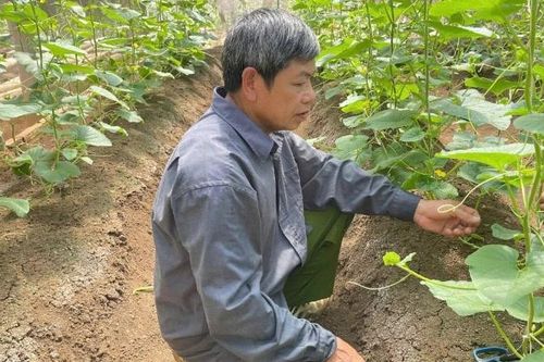 Ứng dụng IPHM cho nền nông nghiệp xanh