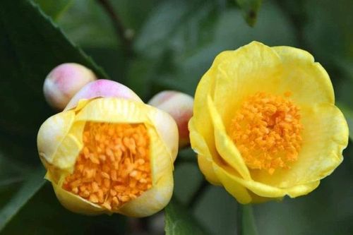 Loài hoa vài chục triệu/kg, nhà giàu coi như 'báu vật'