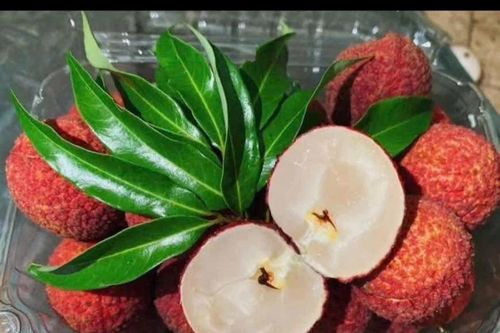 Loại vải đặc biệt 600.000 đồng/kg 'cháy hàng' ngon cỡ nào?