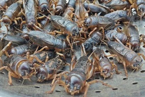 Sự thật cực lý thú về loài côn trùng trẻ em Việt mê mẩn
