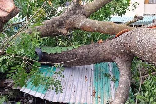 Dông lốc quật ngã cây cổ thụ ở Cần Thơ, vỉa hè bị xé toạc