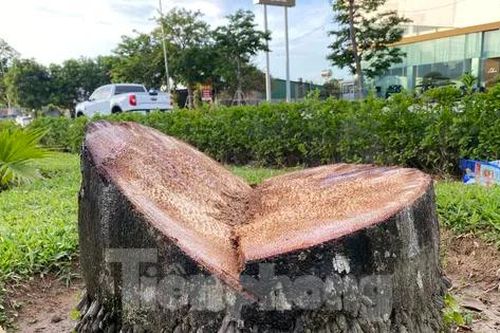 Chặt bỏ hàng trăm cây cau vua trên tuyến đường đẹp nhất TP. Vinh
