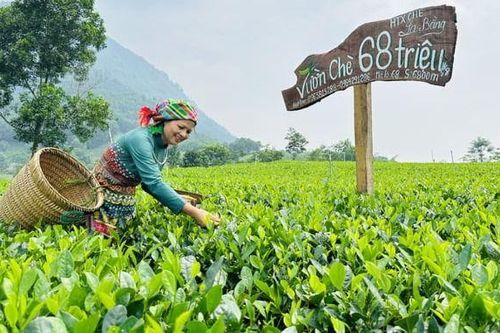 HTX chè tăng doanh thu hơn 1.500 lần, vươn mình nhờ làm chè sạch, tận dụng sức mạnh công nghệ