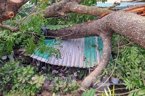 Mưa lớn quật ngã nhiều cây xanh giữa trung tâm Cần Thơ