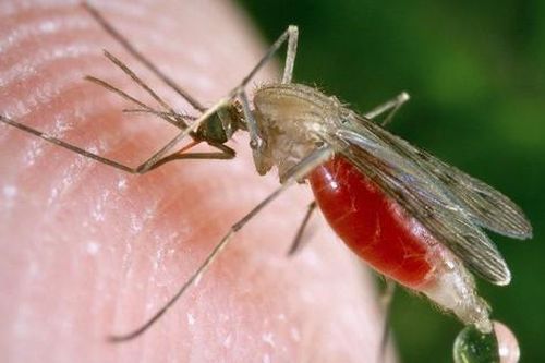 Biến đổi gen muỗi mang STD để giảm bệnh sốt rét