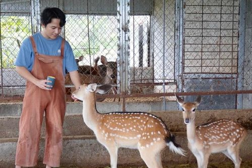 Chàng trai 9X ở Chư Sê khởi nghiệp thành công từ mô hình nuôi hươu sao