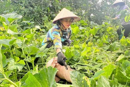 Bát Xát mở rộng mô hình rau hữu cơ