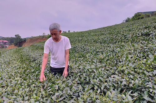 Nâng cao thu nhập cho người dân