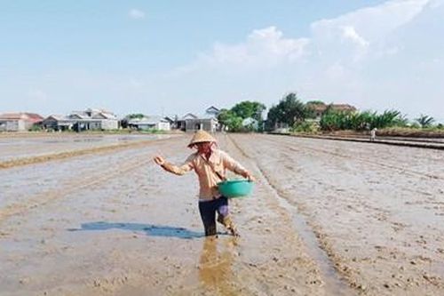 Chạy đua gieo sạ lại vụ hè thu sau thiên tai