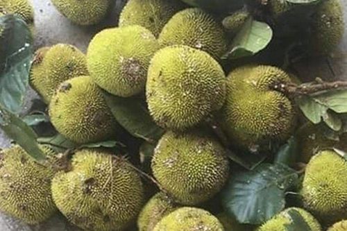 Loại quả từ chín rụng không ai ngó ngàng đến đặc sản cực hấp dẫn, 90.000 đồng/kg