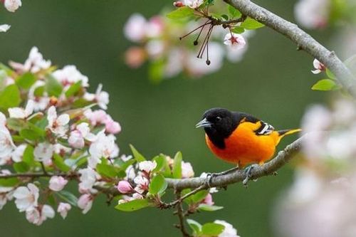 Tháng sinh Âm lịch của người có năng lực hơn người, đến trung niên sẽ tiến xa trong sự nghiệp