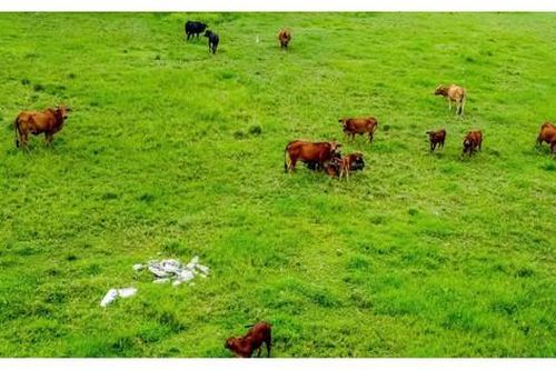 Sau gần 2 thập kỷ triển khai, khu công nghiệp Mỹ Trung ở Nam Định trở thành nơi 'thả trâu bò'