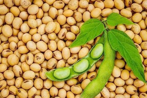 4 món ăn - bài thuốc phòng chống tình trạng thiếu canxi
