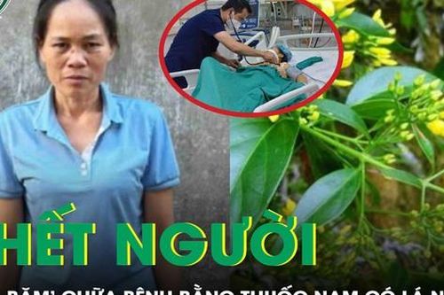 Rùng mình: Bài thuốc nam chứa lá ngón của 'lang băm' khiến bệnh nhân tử vong