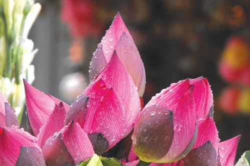 Thương nhớ những mùa sen