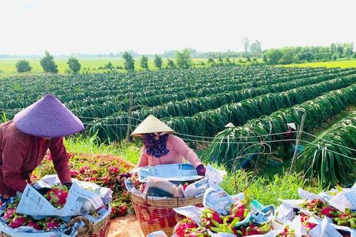 Giá thanh long ở miền Tây khởi sắc
