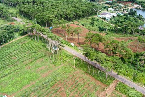 Đắk Nông phê duyệt dự án nuôi bò sữa hơn 8.000 tỷ đồng