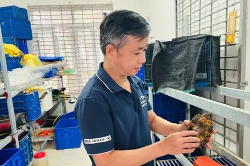 Bảo vệ động vật hoang dã mùa nắng nóng