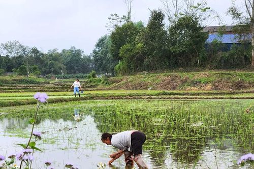 Khoảng trời quê