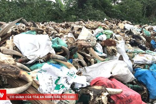 Ám ảnh trước 'nghĩa địa trâu bò' bốc mùi giữa lòng đô thị