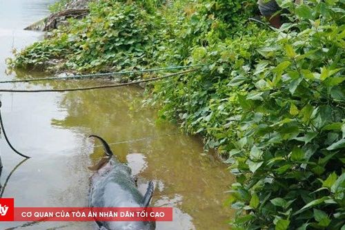 Phát hiện xác cá heo nặng 130 kg chết trên sông Ông Đốc