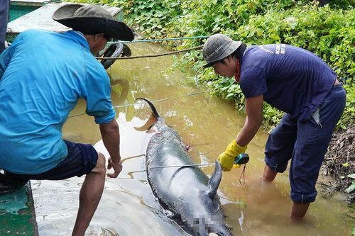Phát hiện xác cá heo trên sông ở Cà Mau
