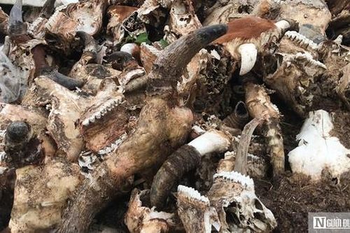 Cận cảnh bãi tập kết hàng nghìn đầu trâu, bò bốc mùi hôi thối giữa thành phố
