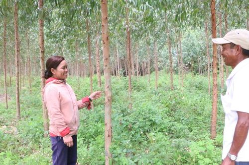 Gia Lai: Công bố 2 TTHC nội bộ giữa các cơ quan hành chính nhà nước trong lĩnh vực lâm nghiệp và kiểm lâm