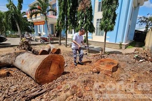 Vụ cưa cây cổ thụ trong trụ sở để bán trước khi sáp nhập: Làm rõ trách nhiệm