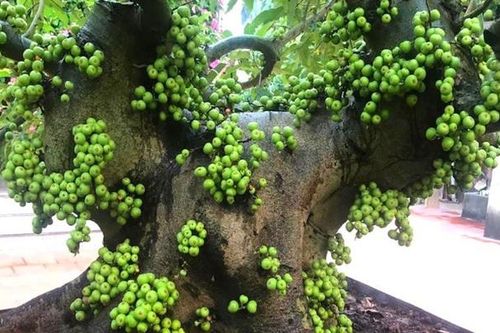 Nên trồng cây sung và đặt cây sung tại vị trí nào trong nhà để đem lại may mắn?