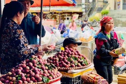 Mận hậu giảm giá sâu chỉ còn vài nghìn đồng/kg bán đổ đống đầy thị trường
