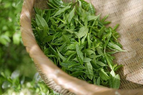 Cách làm xịt khoáng trà xanh, giải pháp cấp ẩm cho da tức thì