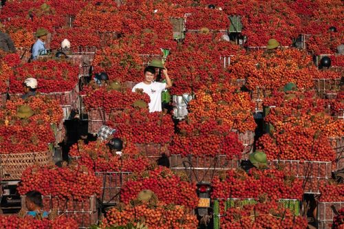 Cảnh 'tắc đường' mùa vải thiều chín rộ nhất trong năm