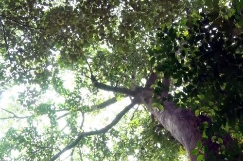 Sự khác biệt giữa Net Zero và không phát thải là gì?