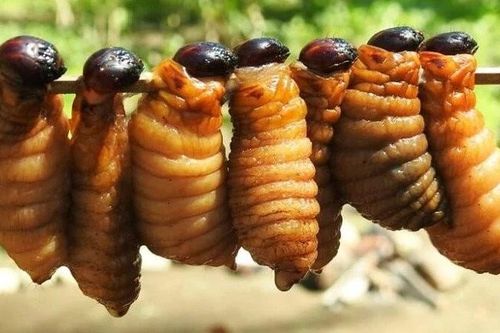 Côn trùng nhìn 'khiếp vía' 600.000 đồng/kg vẫn đắt hàng