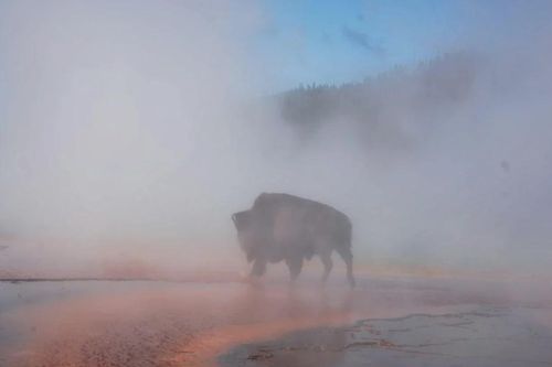 Bò rừng bị luộc chết tại suối nước nóng Yellowstone gây sốc