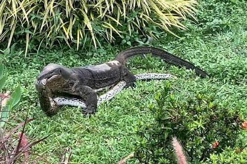 Dắt chó đi dạo, người phụ nữ bắt gặp cảnh tượng nổi da gà
