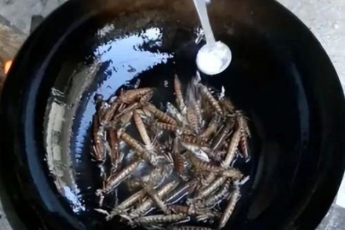 Loài 'bạo chúa dưới nước' có đầy ở Việt Nam, ở nước ngoài bán tiền triệu 1kg