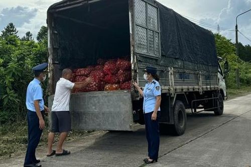 Thu giữ và tiêu hủy gần 17 tấn ngao, hàu từ Móng Cái vào nội địa tiêu thụ