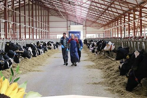 Hành trình kiến tạo dòng sữa tươi sạch tại Nga từ đạo lý 'ăn quả nhớ kẻ trồng cây' của một doanh nghiệp tử tế