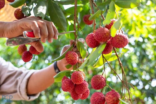 Đẩy mạnh xúc tiến thương mại để nông sản mùa vụ của Việt Nam tiến xa hơn trên thị trường quốc tế