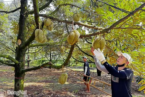 Vùng sản xuất nông nghiệp lớn của Việt Nam