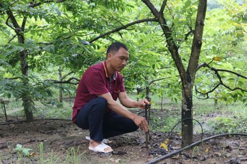 Vườn mẫu 'nâng tầm' nông thôn mới
