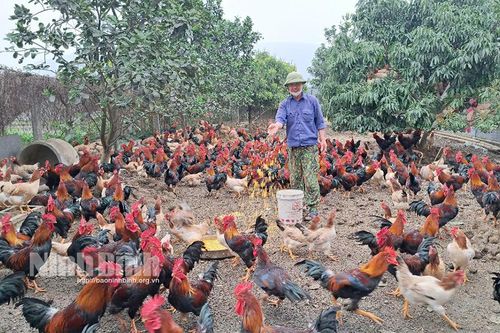 Chăm sóc, bảo vệ đàn vật nuôi mùa nắng nóng